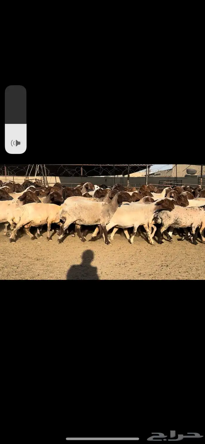 غنم نعيم مراح شرط الدفيع طيبه 3