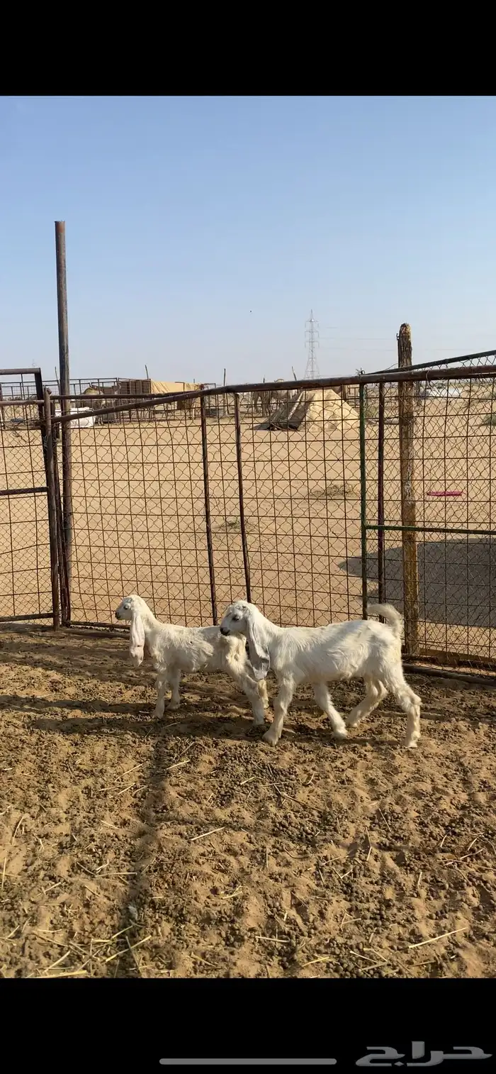 عنز عارضيه برصا متوم 2