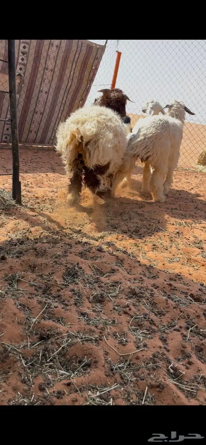خروف نعيمي هرفي وتيس للبيع 3