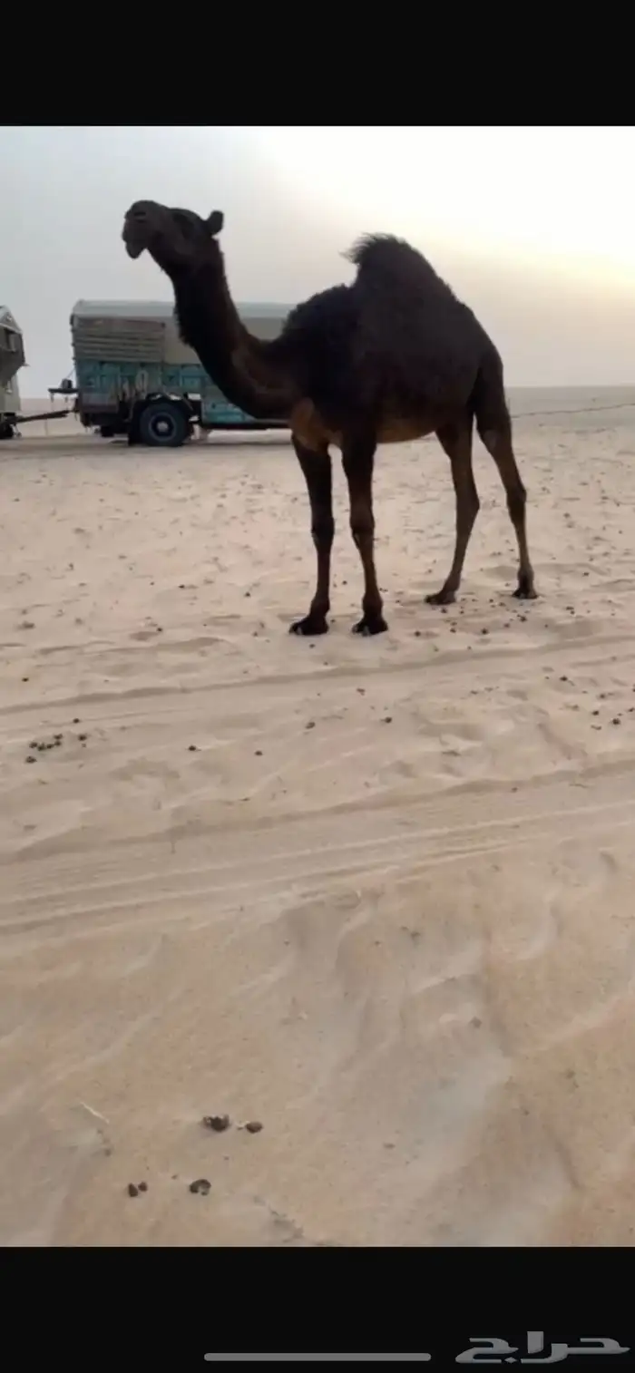 بعير على طناف منتج انتاجه طيب صور انتاجه موجوده 4