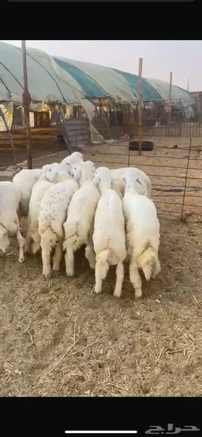 للبيع طليان حريات طيبه 0