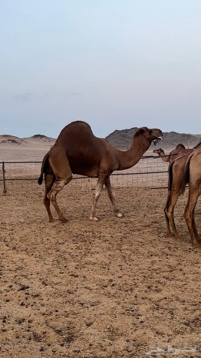 فحل احمر ابوه كناني وامه ساحلية 0