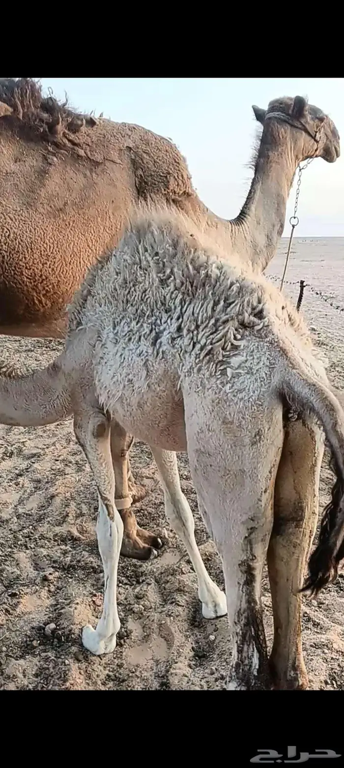 بكرة للبيع 2