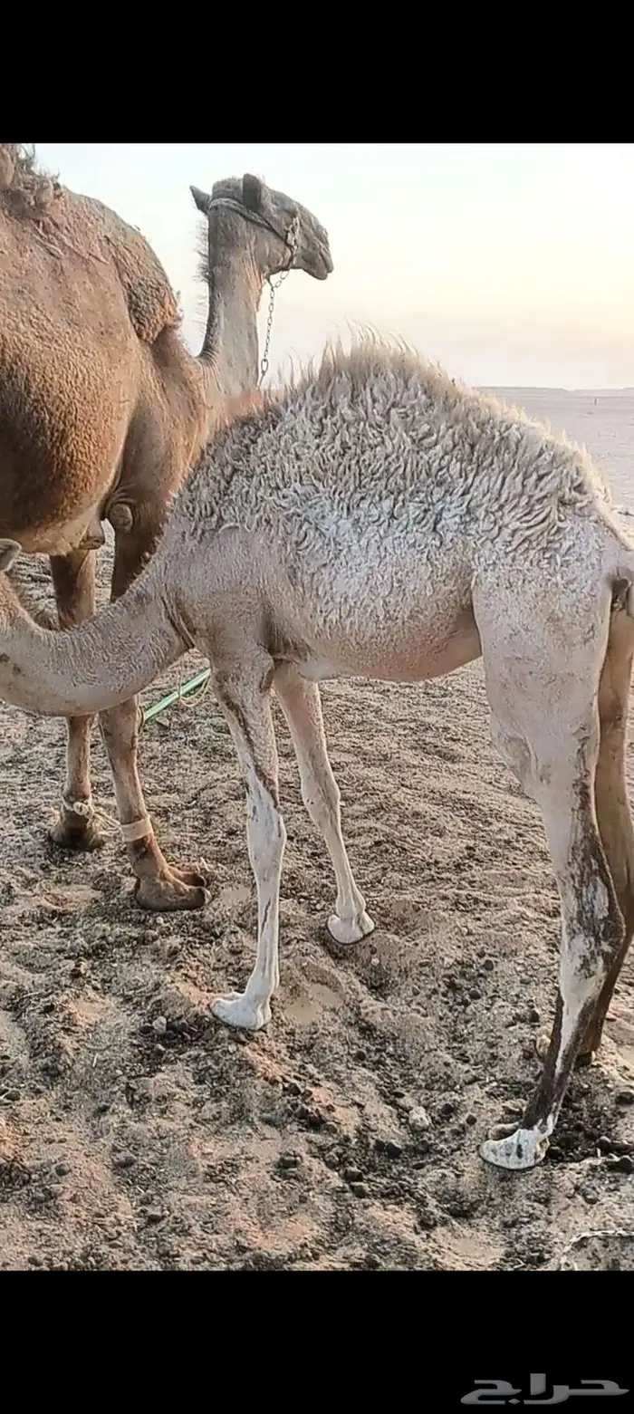 بكرة للبيع 0