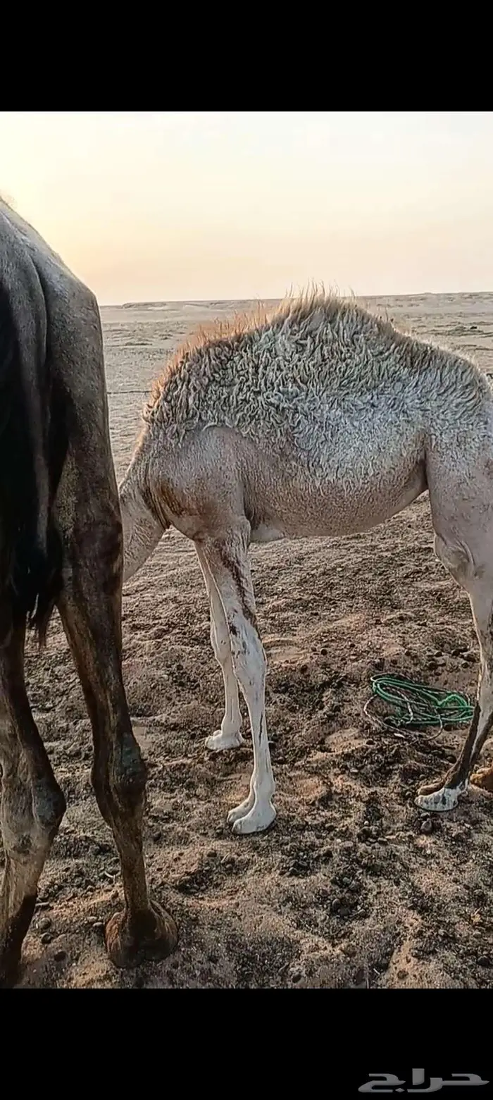 بكرة للبيع 1