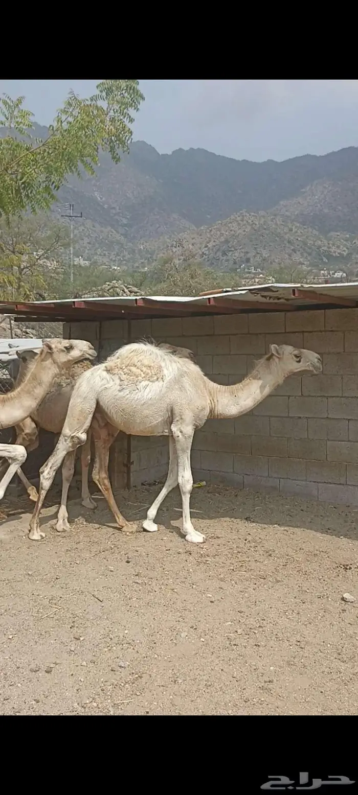 حشوان للبيع 7