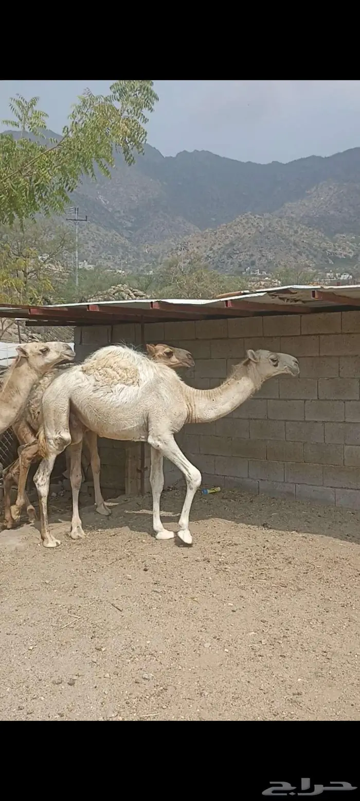 حشوان للبيع 4