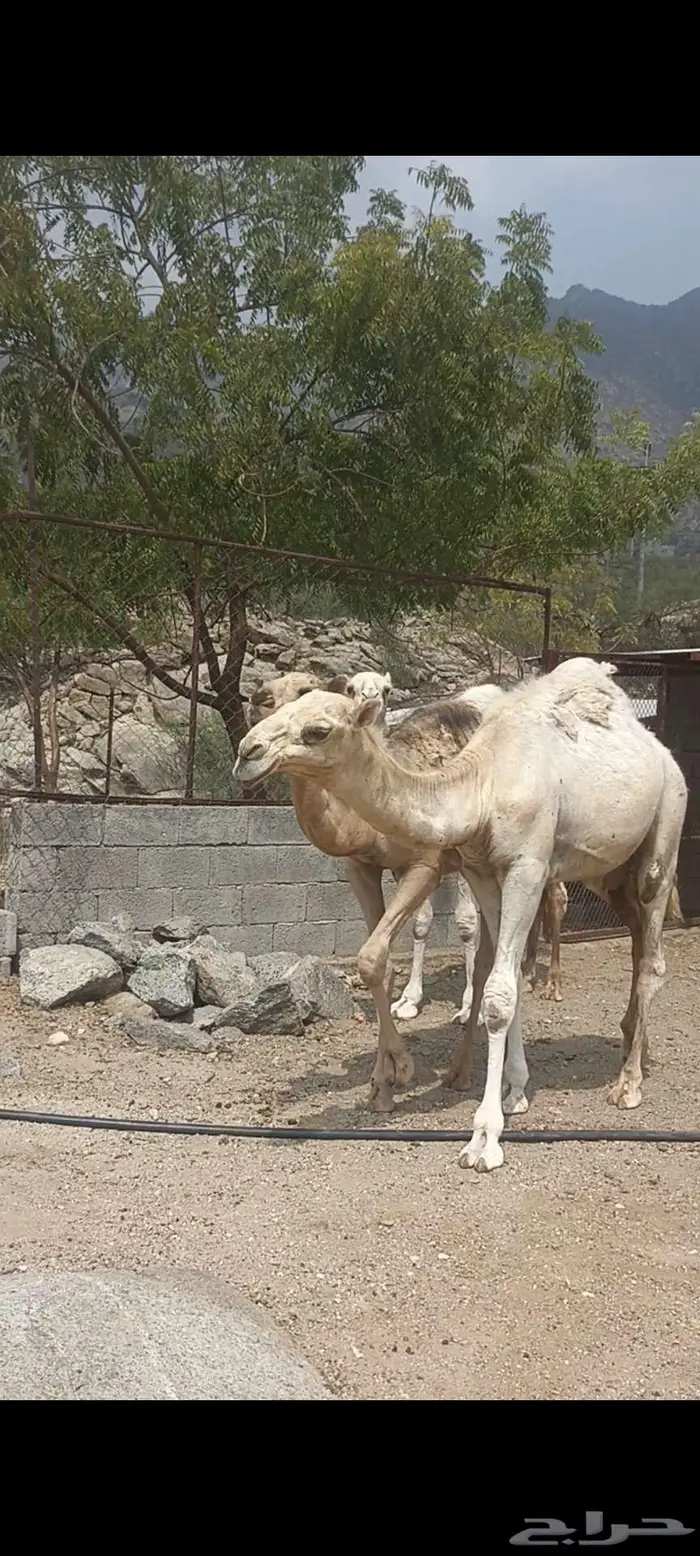 حشوان للبيع 8