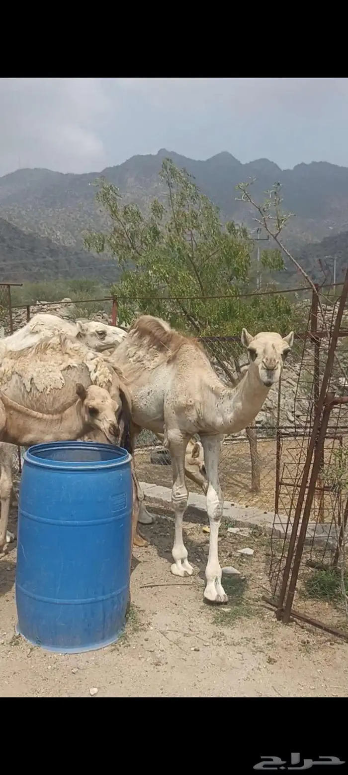 حشوان للبيع 1