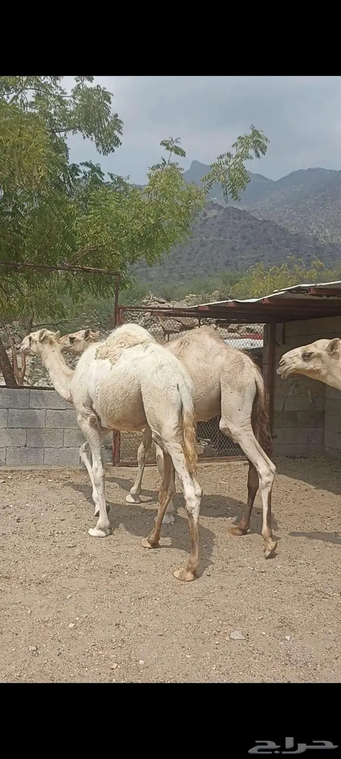 حشوان للبيع 3