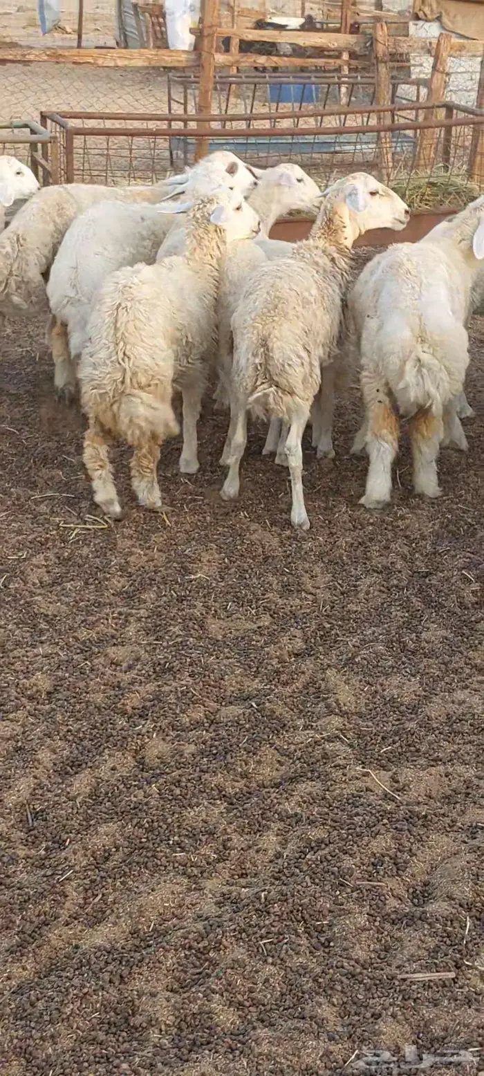 بهم .. وذبايح طليان ورخال مقاني 3