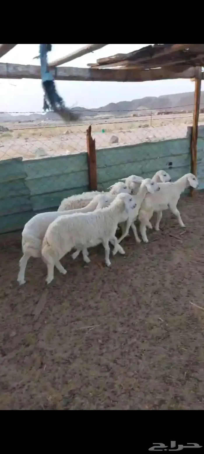بهم .. وذبايح طليان ورخال مقاني 0