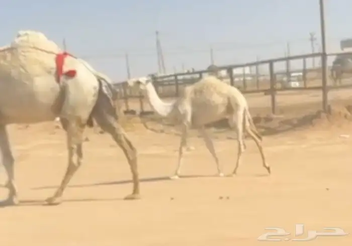 للبيع عشرا وضحا 0