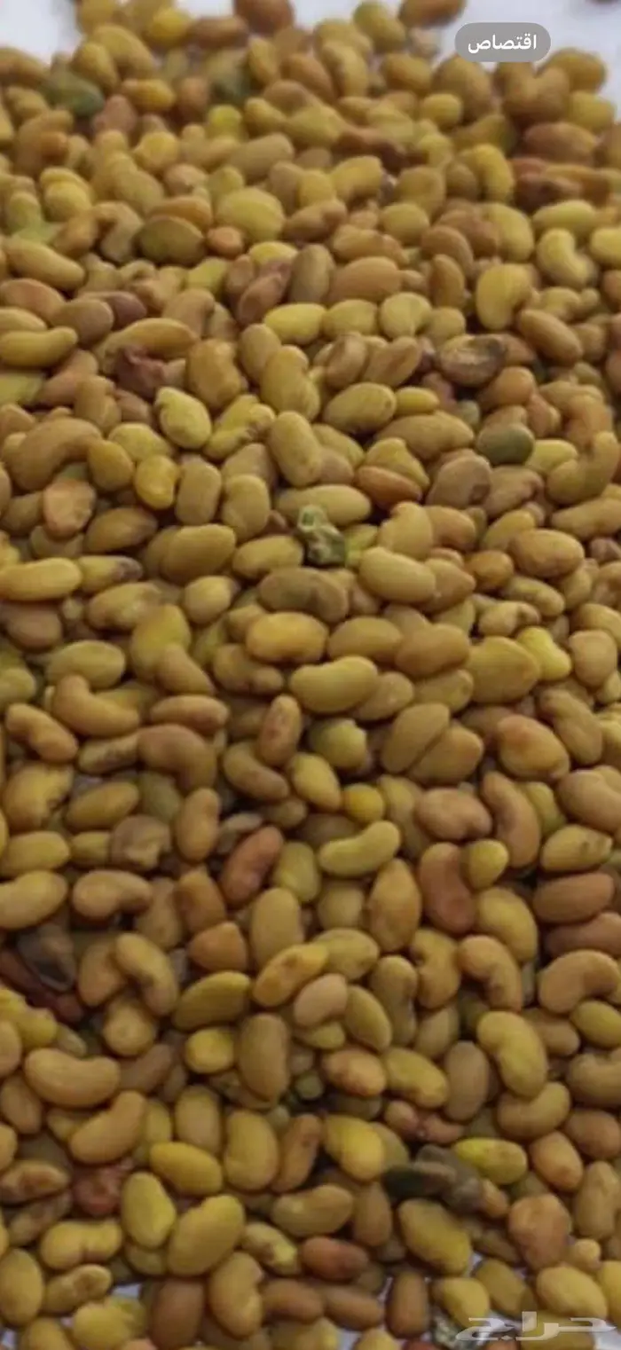بذر برسيم بلدي معمر 0