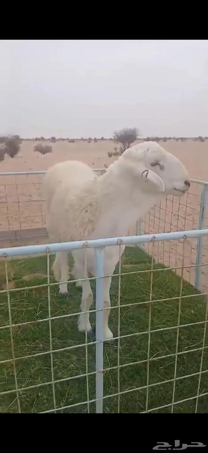 طلي فحل حري 3