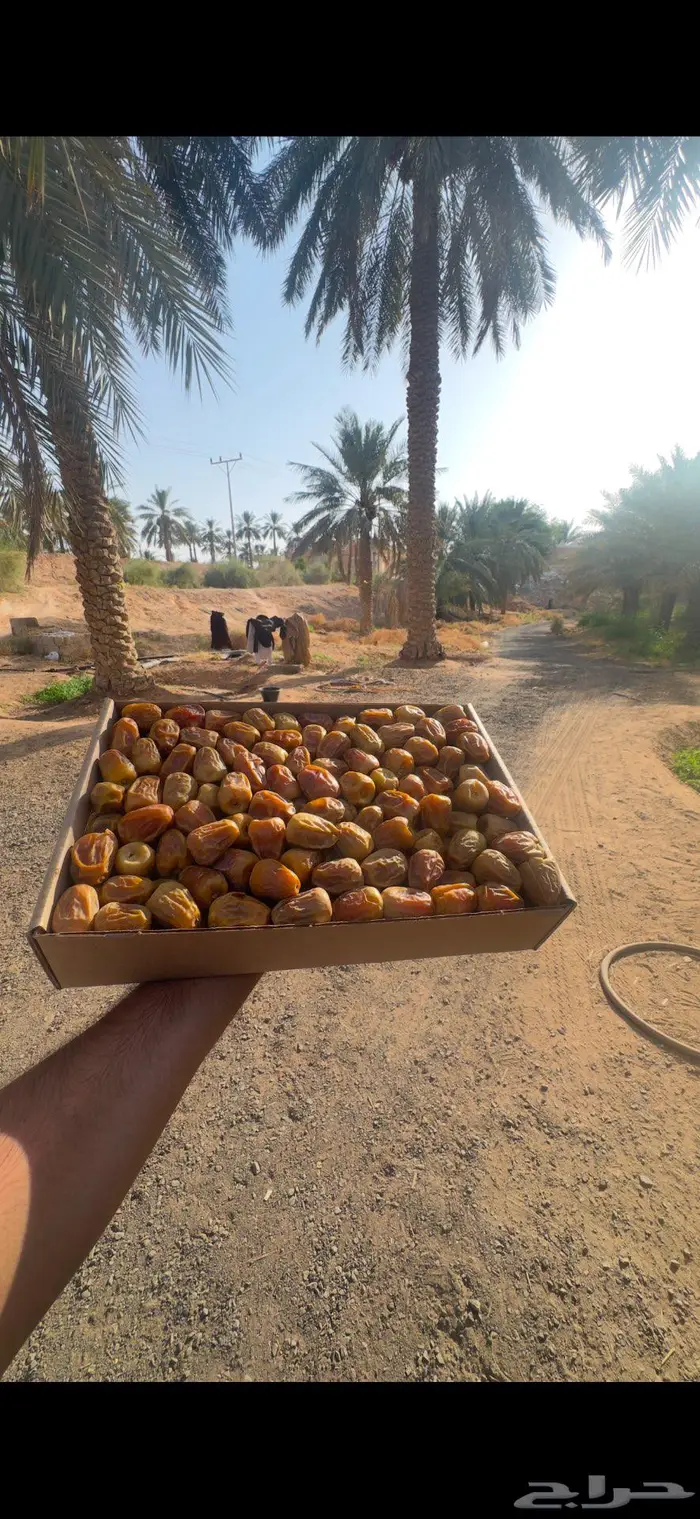 تمر سكري مفتل من ( مزارع القصيم ) 4