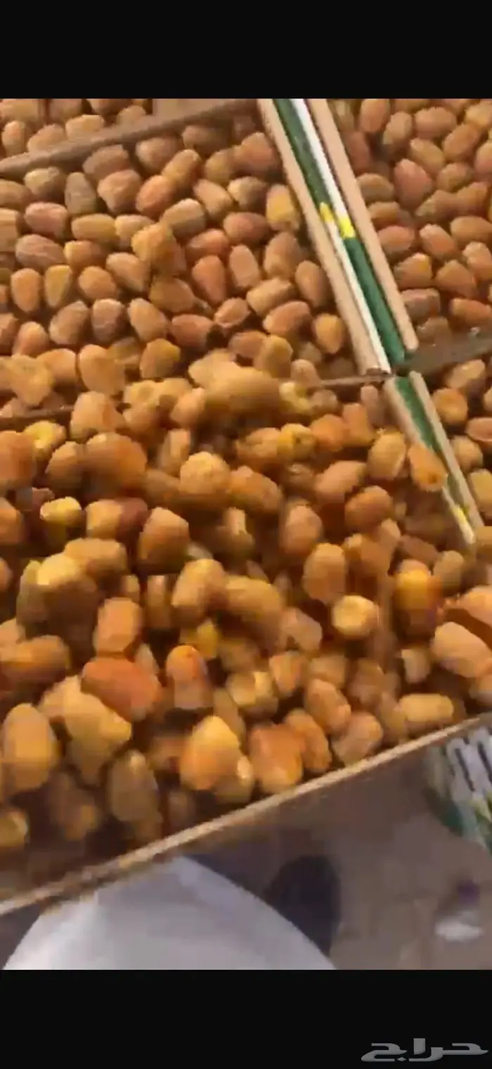 تمور س كري رطب 0