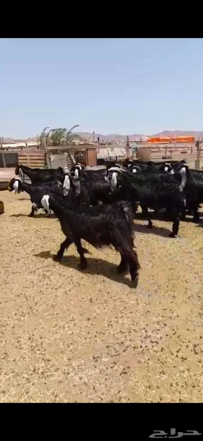 مكه بحره 2