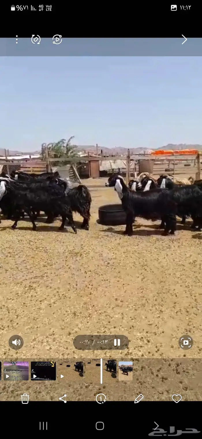 مكه بحره 1