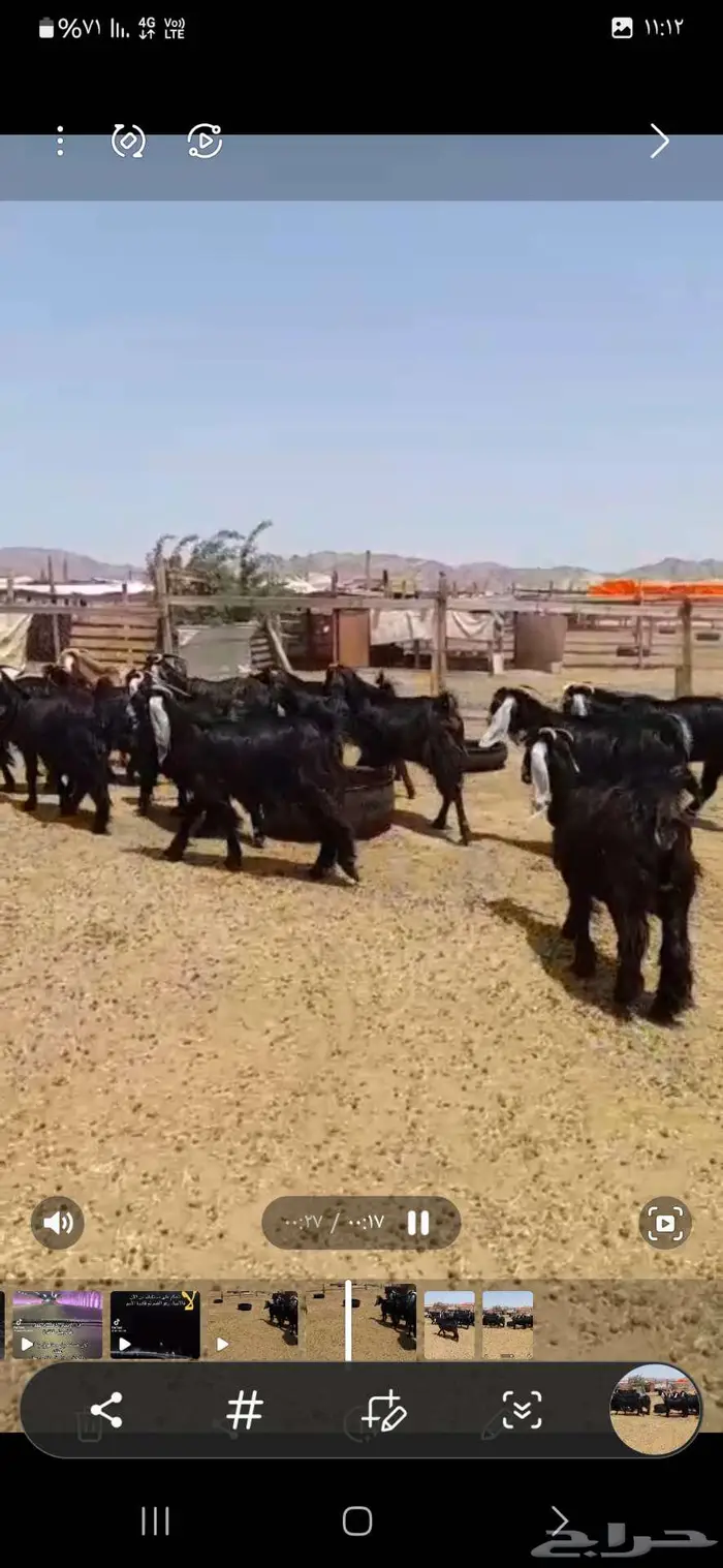 مكه بحره 0