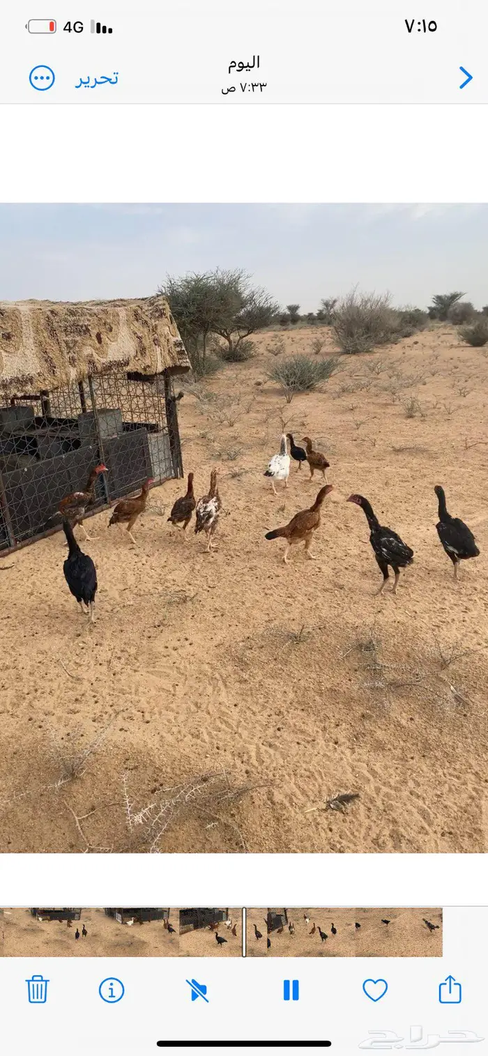 دجاج باكستاني 3