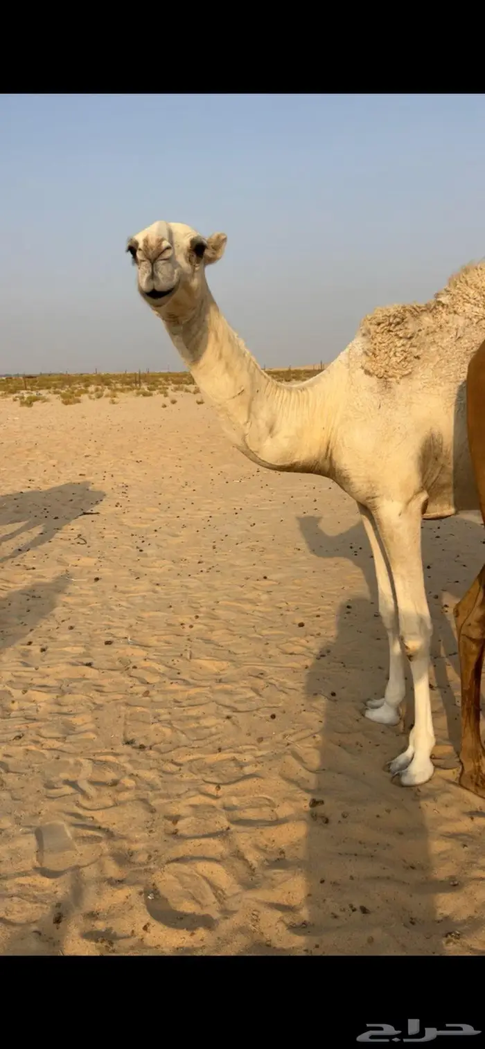 بكره باتليه 1