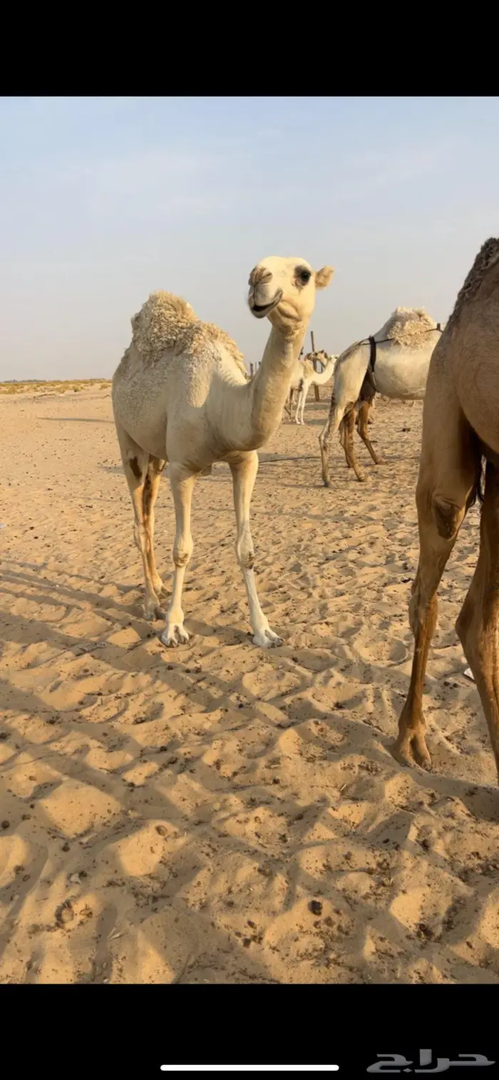 بكره باتليه 0