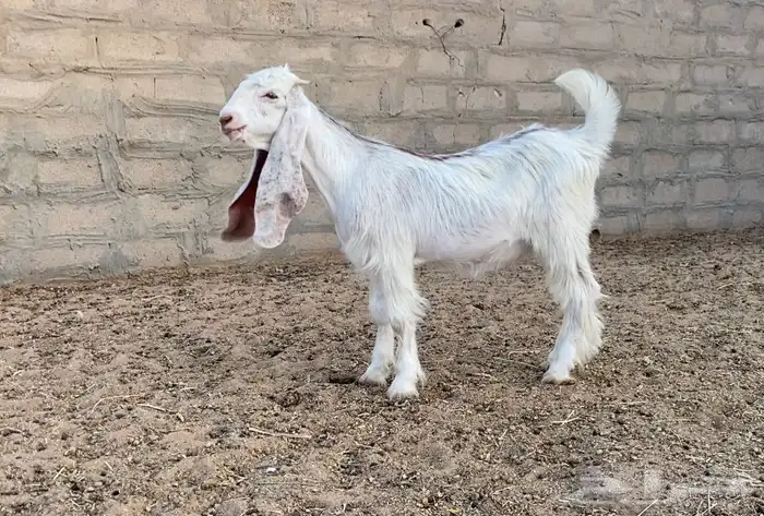 تيس عارضي كفو 2
