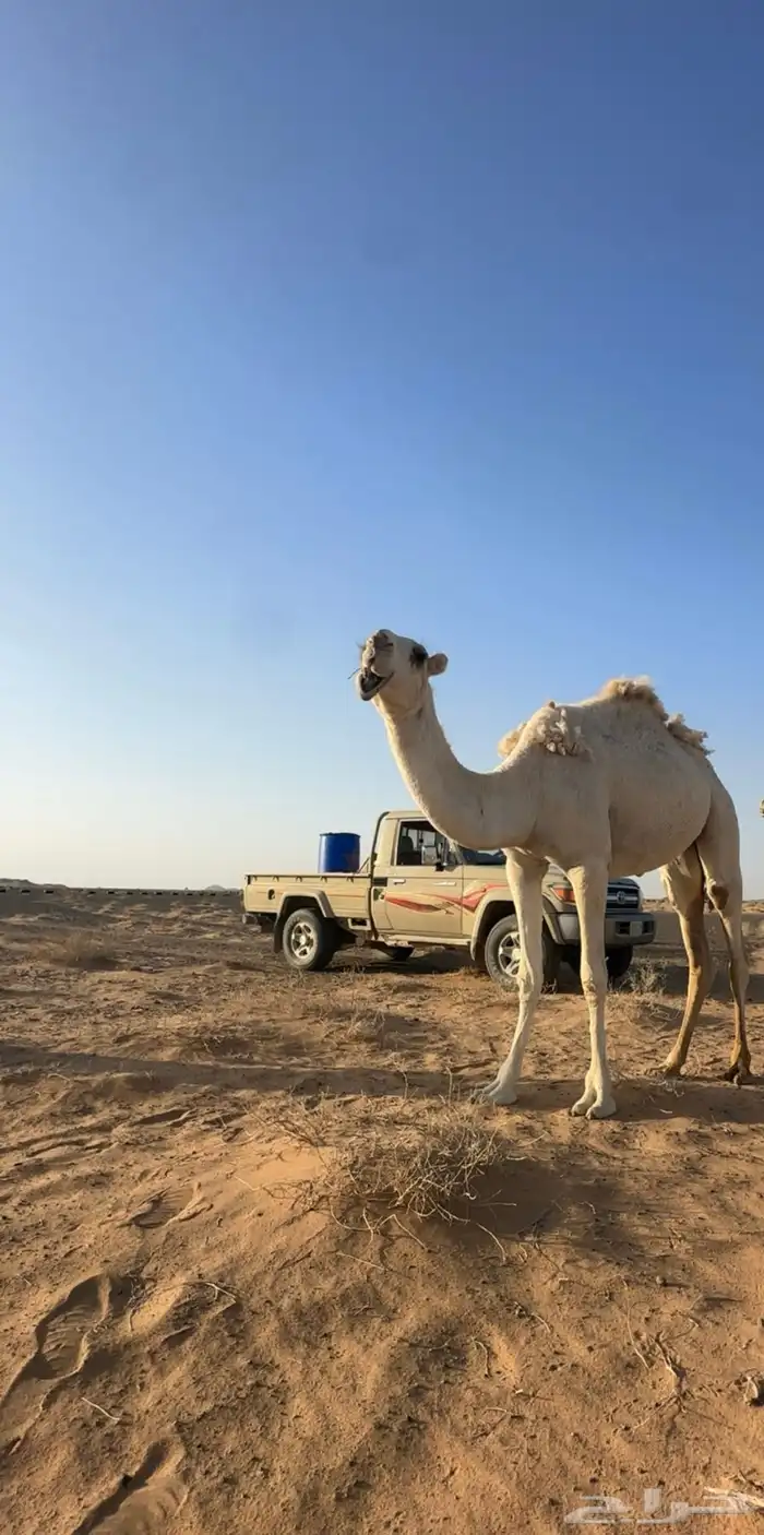 بكره حقه 3