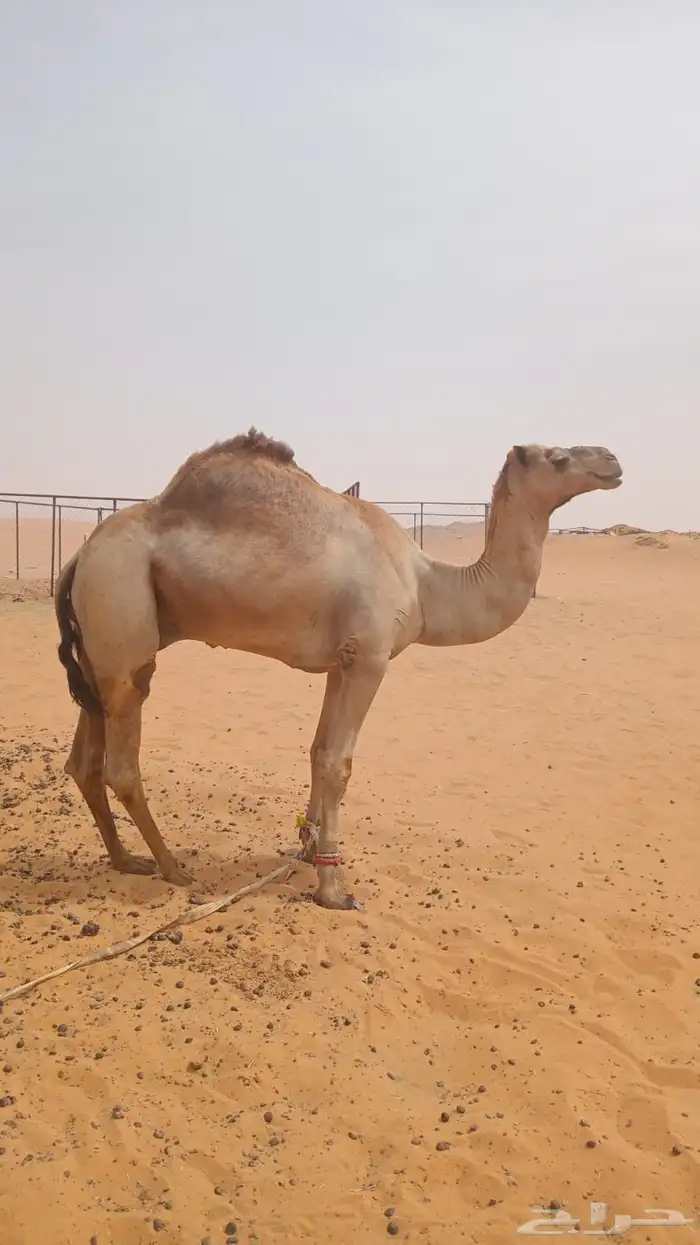 للبيع ولد شاهين بن عويضان 0