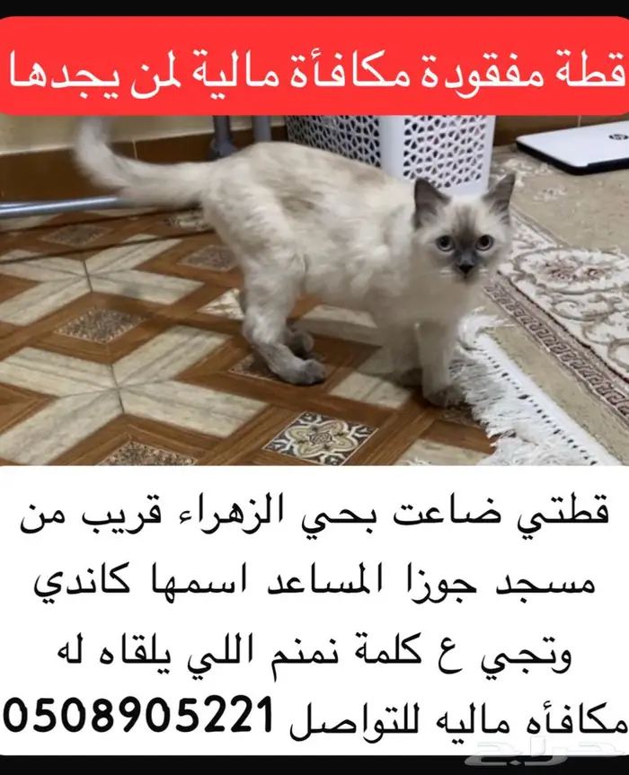 قطه مفقوده حي الزهره 0