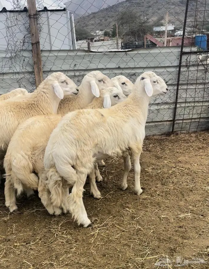 ذبايح طليان حريه سواكن مع التوصيل 9