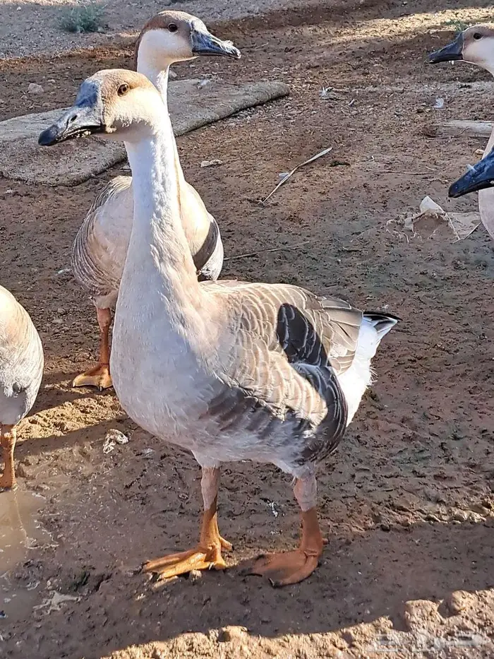 وز عراقي اصل للبيع . 7