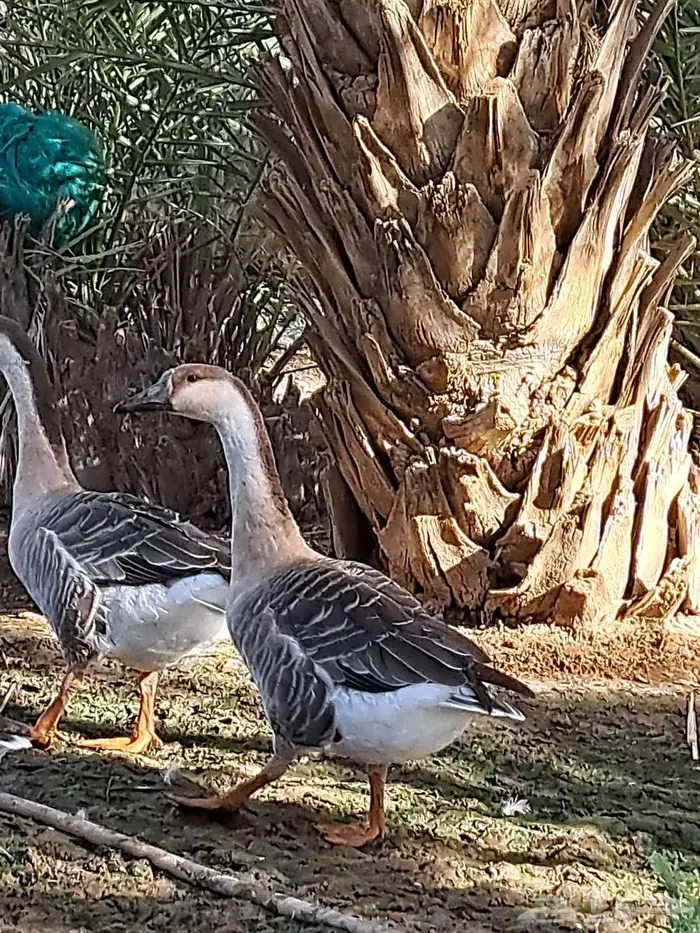 وز عراقي اصل للبيع . 6