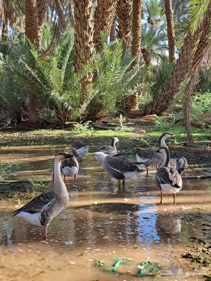وز عراقي اصل للبيع . 3