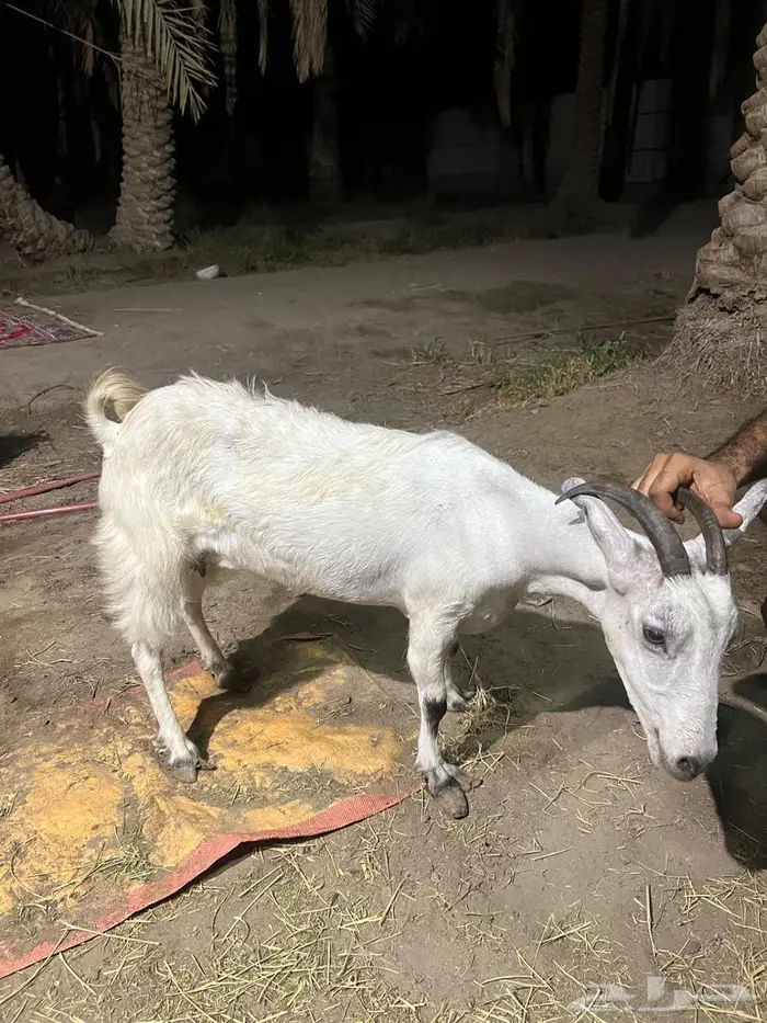 ماعز جنوبي 0
