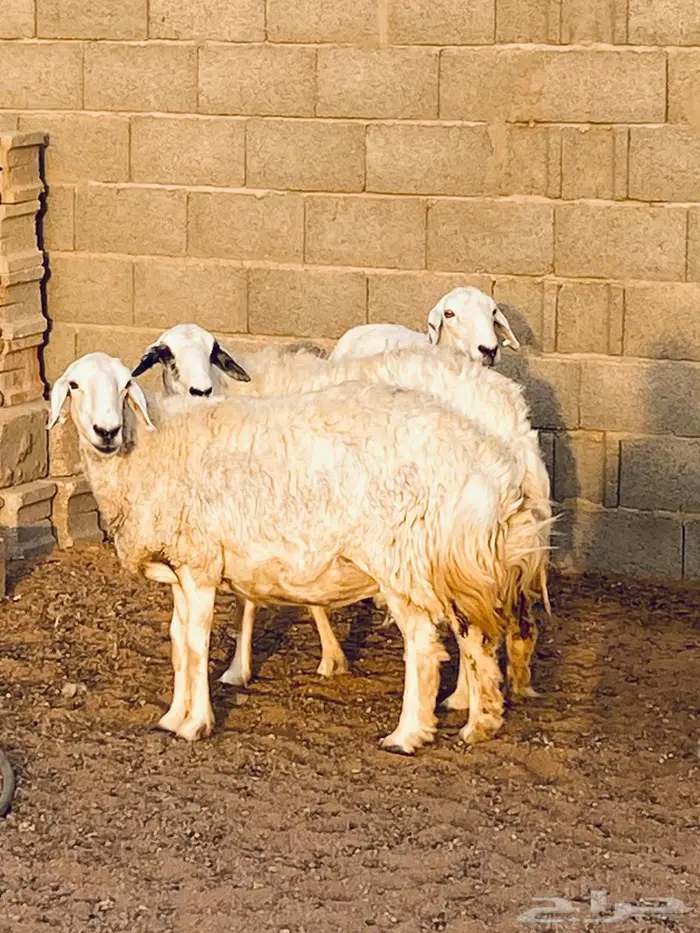حريات مضاريع طيبه 0