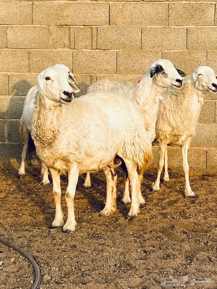 حريات مضاريع طيبه 5