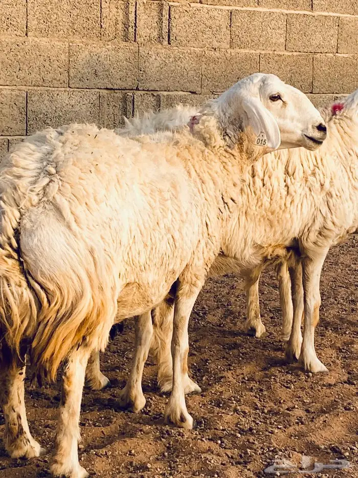 حريات مضاريع طيبه 2