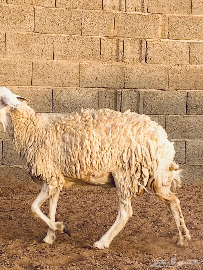 حريات مضاريع طيبه 1