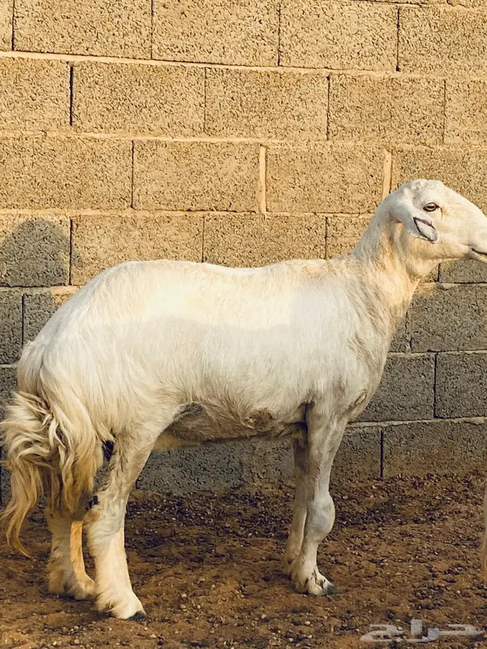 حريات مضاريع طيبه 4