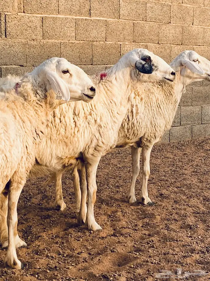 حريات مضاريع طيبه 3