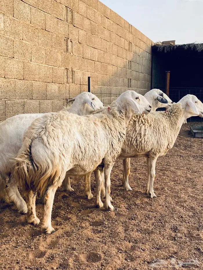 حريات مضاريع طيبه 6