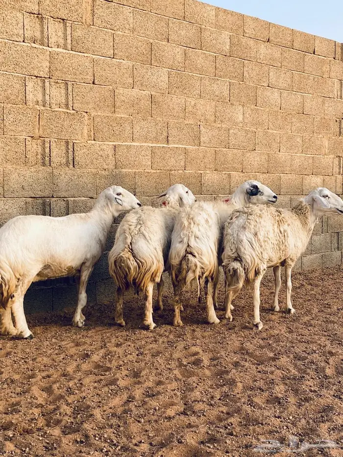 حريات مضاريع طيبه 8