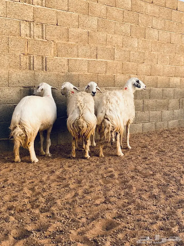 حريات مضاريع طيبه 9