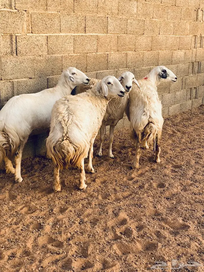 حريات مضاريع طيبه 7