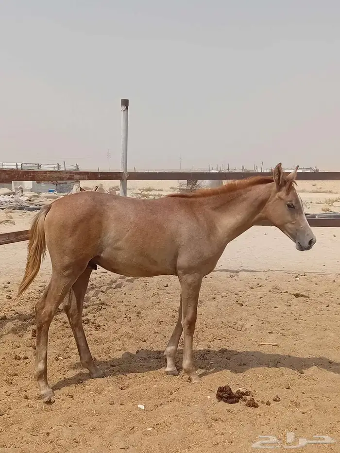 مهر شعبي العمر 7 شهور 2