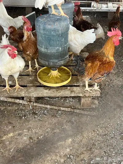 ديوك لوهمان 0