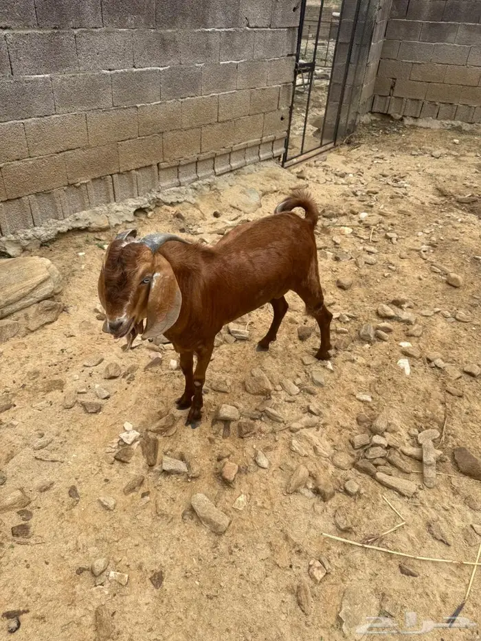 مشروع فحل 1
