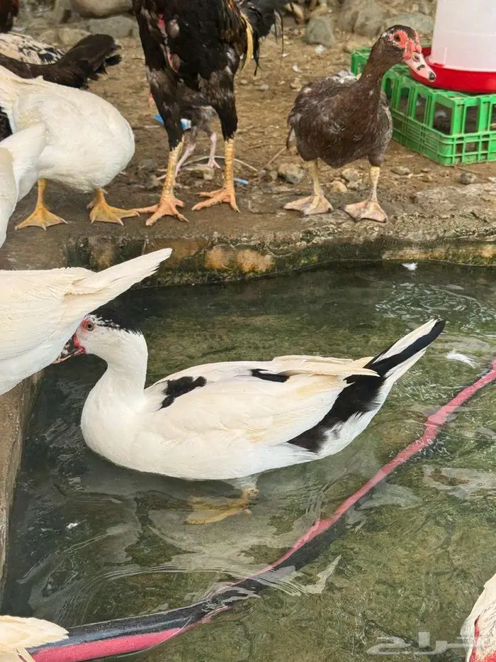 بط بلدي 5